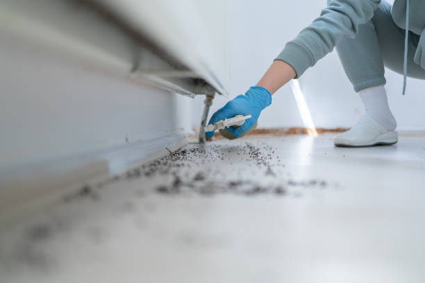 Professional Pest Control in South Hutchinson, KS